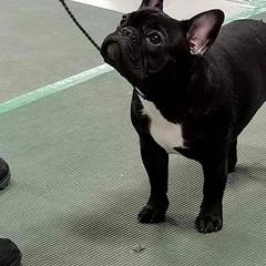 French Bulldog Puppies from BigStar French Bulldogs