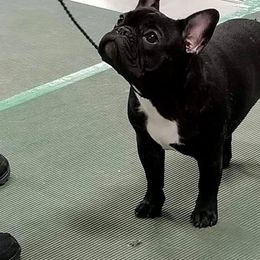 French Bulldog Puppies from BigStar French Bulldogs