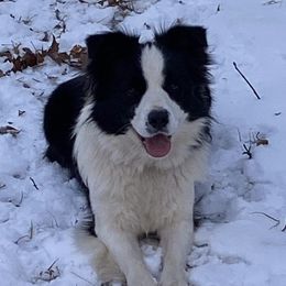 Artemis - Border Collie