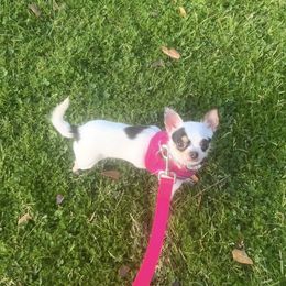 Bunny - Chihuahua