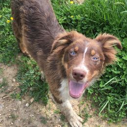 Australian Shepherd and Treeing Walker Coonhound All Grown Up from Bluegrass BET Aussie’s
