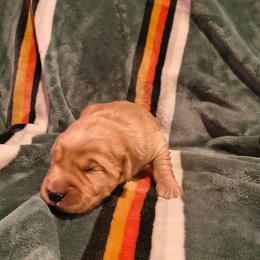 Moose (silver collar) - Dark golden male Golden Retriever puppy in Tenino, Washington from Oak River Goldens'