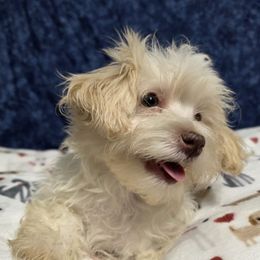 Max - Cream male Havanese puppy in Neosho, Missouri from Pups on the Ridge