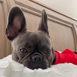 French Bulldog Puppies from NC French Kiss-A-Bulls