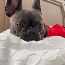 French Bulldog Puppies from NC French Kiss-A-Bulls
