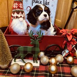 Skittles - female Cavalier King Charles Spaniel puppy in Michigan from Phoenix Farm