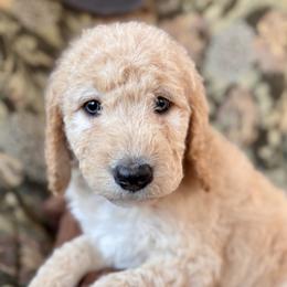 Darling - Gold female Bordoodle puppy in Indianapolis, Indiana from Indiana Bordoodles