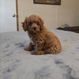 Jack - Red male Cavapoo puppy in Copan, Oklahoma from Tatums cavapoos