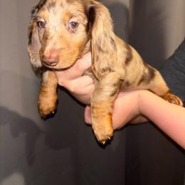 Java - Chocolate and cream male Dachshund puppy in Crescent, Oklahoma from Spellbound Hounds