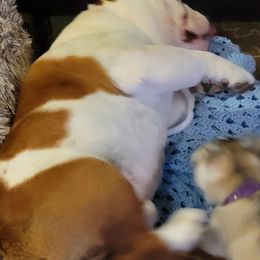 Bulldogs, Rottweilers, and Siberian Huskies from Kaniska Kennels