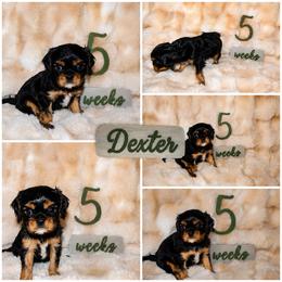 Cavalier King Charles Spaniel Puppies from Brattin Cavaliers