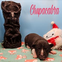 Chupacabra - Black and white female Rat Terrier puppy in Lynn, Alabama from Cryptic Rat Terriers