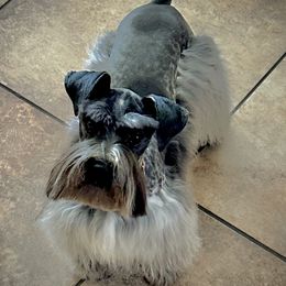 Pepper - Miniature Schnauzer