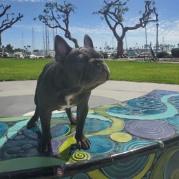 French Bulldog Puppies from Quality Control Frenchies