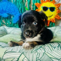 Ford - Black tri male Miniature Australian Shepherd puppy in Wauchula, Florida from Sun & Moon Aussies
