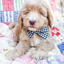 Black collar - Cream male Goldendoodle puppy in San Antonio, Texas from Pasatiempo Ranch