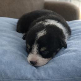 10 light blue - Black and tan male Pembroke Welsh Corgi puppy in Port Republic, Maryland from Bestfurends