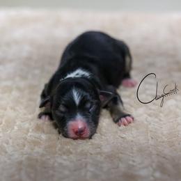 Kona - Black tri male Miniature Australian Shepherd puppy in Prague, Oklahoma from Clay Creek Aussies