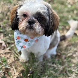 Poodle and Shih Tzu All Grown Up from PureBreedsKC