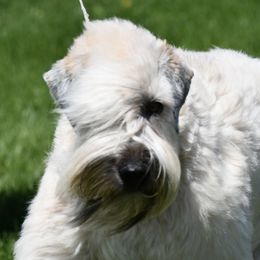 Shimmer - Soft Coated Wheaten Terrier