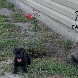 Cane Corso Puppies from Caneolina Corso Kennel