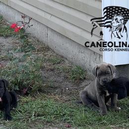 Cane Corso Puppies from Caneolina Corso Kennel