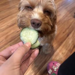 Cavapoo All Grown Up from WW Cavapoos