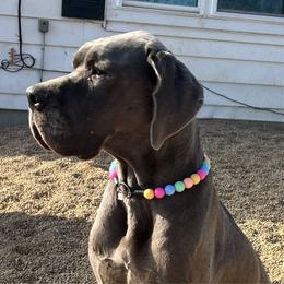 Nug - Great Dane