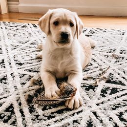 Labrador Retriever Puppies from Northern Woods Labs