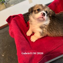 Gabriel - Red male Pembroke Welsh Corgi puppy in Xenia, Ohio from Dosado Corgis