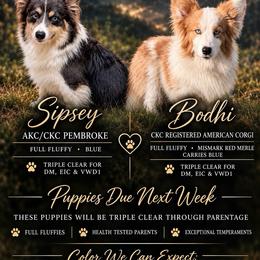 American Corgi puppies from 5H Corgis