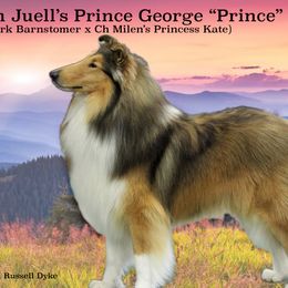 Collies from Juell Collies