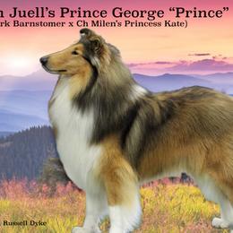 Collies from Juell Collies