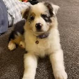 Australian Shepherd Puppies from Shadowood Australian Shepherds