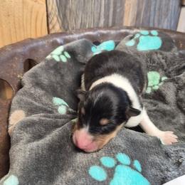 White - Black white and tan female Collie puppy in Kalispell, Montana from C4 Collies