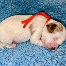 Jerry - Blenheim male Cavapoo puppy in Fort Worth, Texas from Creekwood Miniature Cavapoos