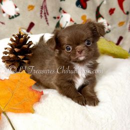 Sugar - Chocolate and white female Chihuahua puppy in Anderson, South Carolina from Lil Treasures Chihuahuas