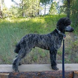 Shaman - Poodle