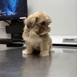 Nugget - Liver and white female Shih Tzu puppy in Selma, California from JAB