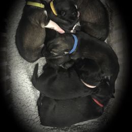 Siberian Husky Puppies from Happy Home Huskies