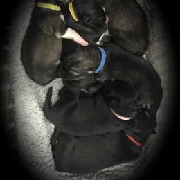 Siberian Husky Puppies from Happy Home Huskies