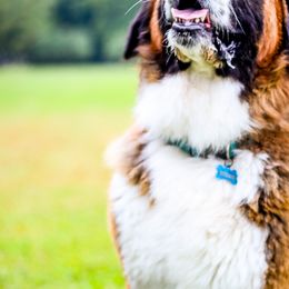 Caucasian Shepherd Dogs, Labradoodles, Saint Bernards, and Working Dog Crosses from Blue Line Kennels