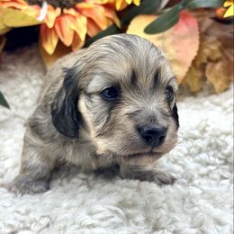 Zeppelin - Cream male Dachshund puppy in Exeter, California from Sawtooth Miniature Dachshunds