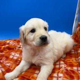 Boy - Light golden male Golden Retriever puppy in Spanaway, Washington from 11 Oaks Kennels