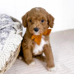 Hopper - orange collar boy - Red male Cavapoo puppy in Melbourne, Florida from Space Coast Doodle Co.
