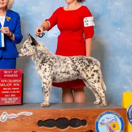 Cookie - Australian Cattle Dog