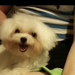 Casper - Maltese