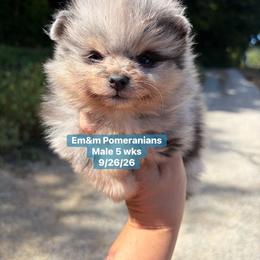 Merle 3200 pet only - Blue merle male Pomeranian puppy in Kentucky from Em&M Pomeranians