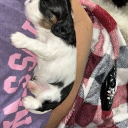 Cavalier King Charles Spaniel Puppies from Downton Cavaliers