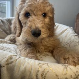Snowball - Cream male Goldendoodle puppy in Clarksville, Tennessee from Golden Pine Designer Doodles